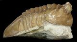 Asaphus Cornutus Trilobite - Russia #43679-2
